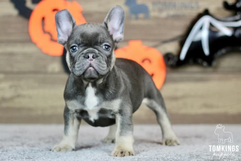 Margot, a blue and tan French Bulldog puppy, stands on a grey carpet, looking forward with Halloween pumpkins and bats in the background.