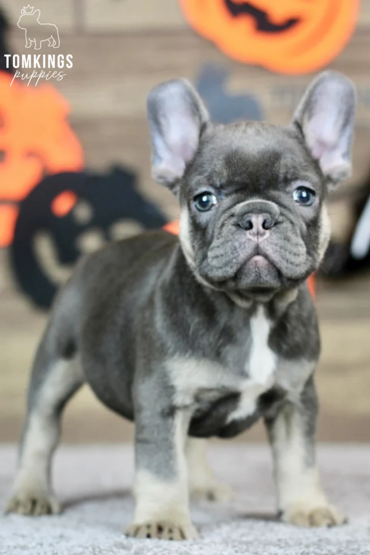A blue and tan French Bulldog puppy, Margot, stands attentively on a gray rug, with Halloween decorations in the soft background.