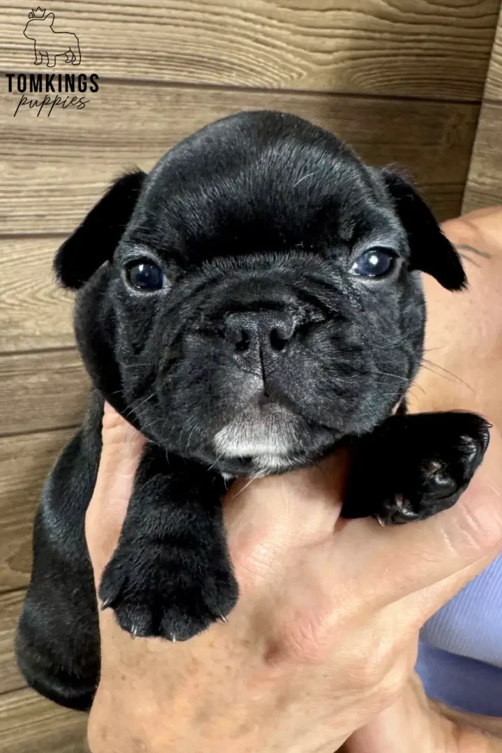 A cute black French Bulldog puppy named Mateo, held in hands, looks directly at the camera with a small white marking on his chin.