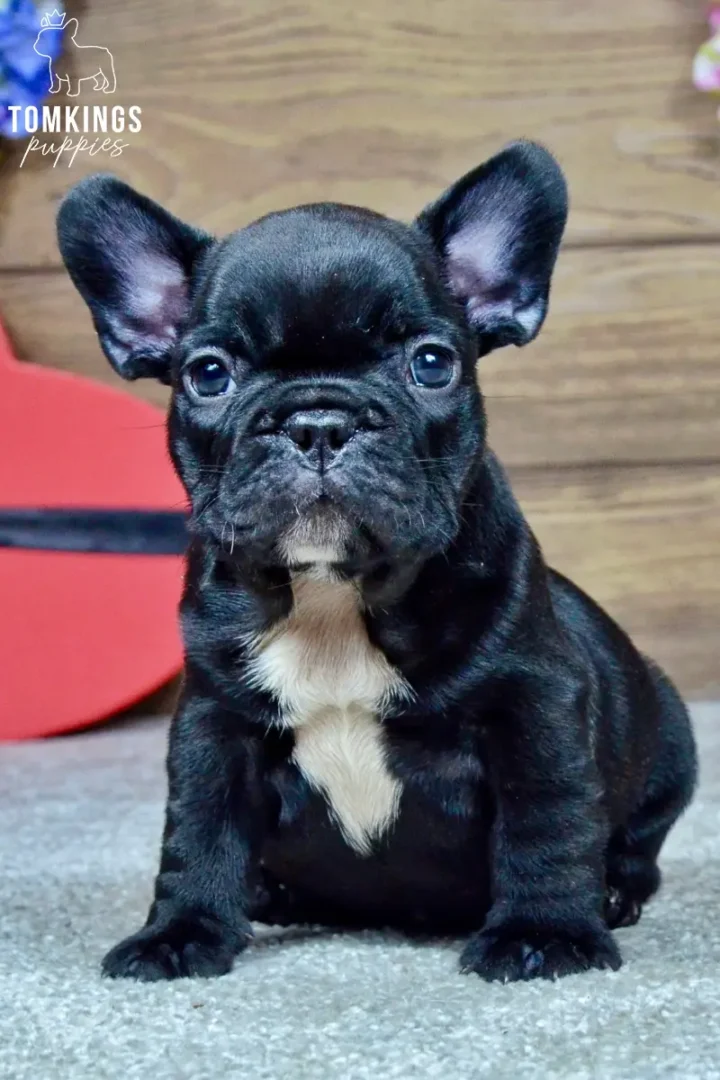 Mateo, a black French Bulldog puppy with a white chest marking, sitting indoors and looking directly at the camera.