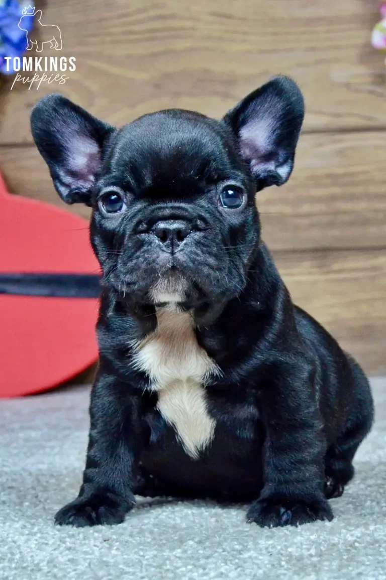 Mateo, a black French Bulldog puppy with a white chest marking, sitting indoors and looking directly at the camera.