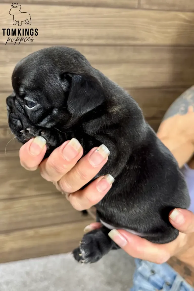 Mateo, a very young black French Bulldog puppy with subtle reddish-brown fur highlights, is gently cradled in human hands, facing left against a wooden background.