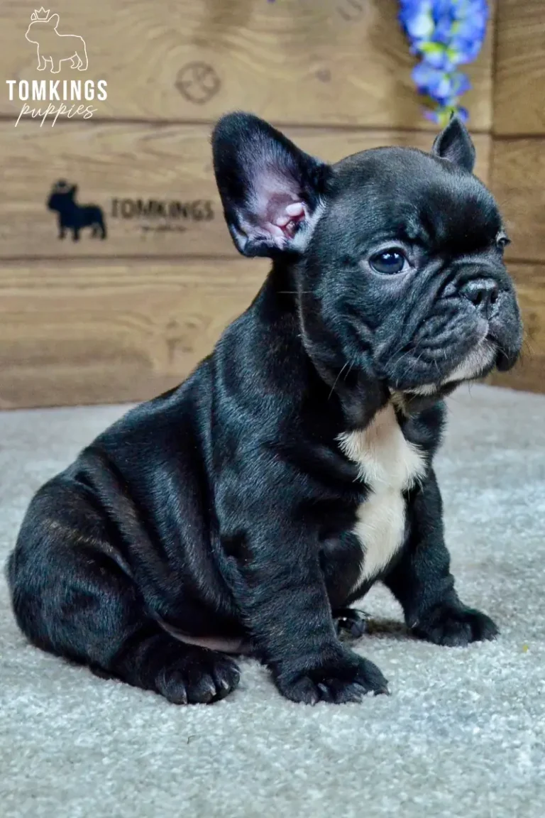 Mateo, a black French Bulldog puppy with a white chest, sitting in three-quarter profile against a wooden TomKings Puppies backdrop.