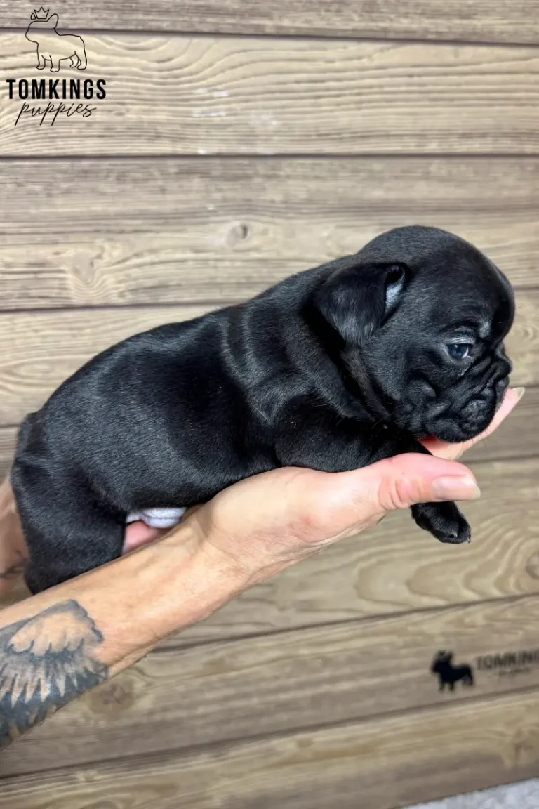 A mini black French Bulldog puppy named Mateo rests gently in cupped hands against a light wooden background.