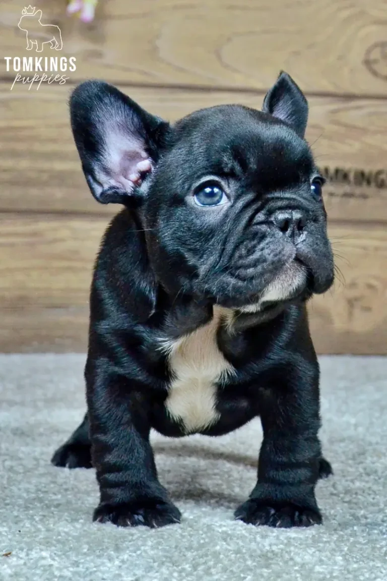 Mateo, a black French Bulldog puppy with a white chest marking, standing indoors and looking slightly upward.