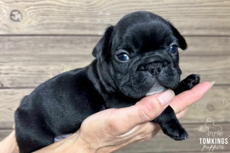 Young black French Bulldog puppy Mateo with alert blue eyes, held gently in a hand against a wooden background.