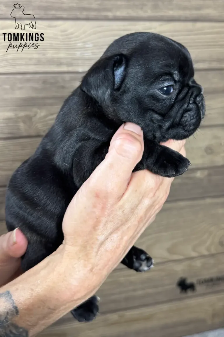 A tiny black French Bulldog puppy named Mateo, in profile, is gently cradled in hands against a light wood background.
