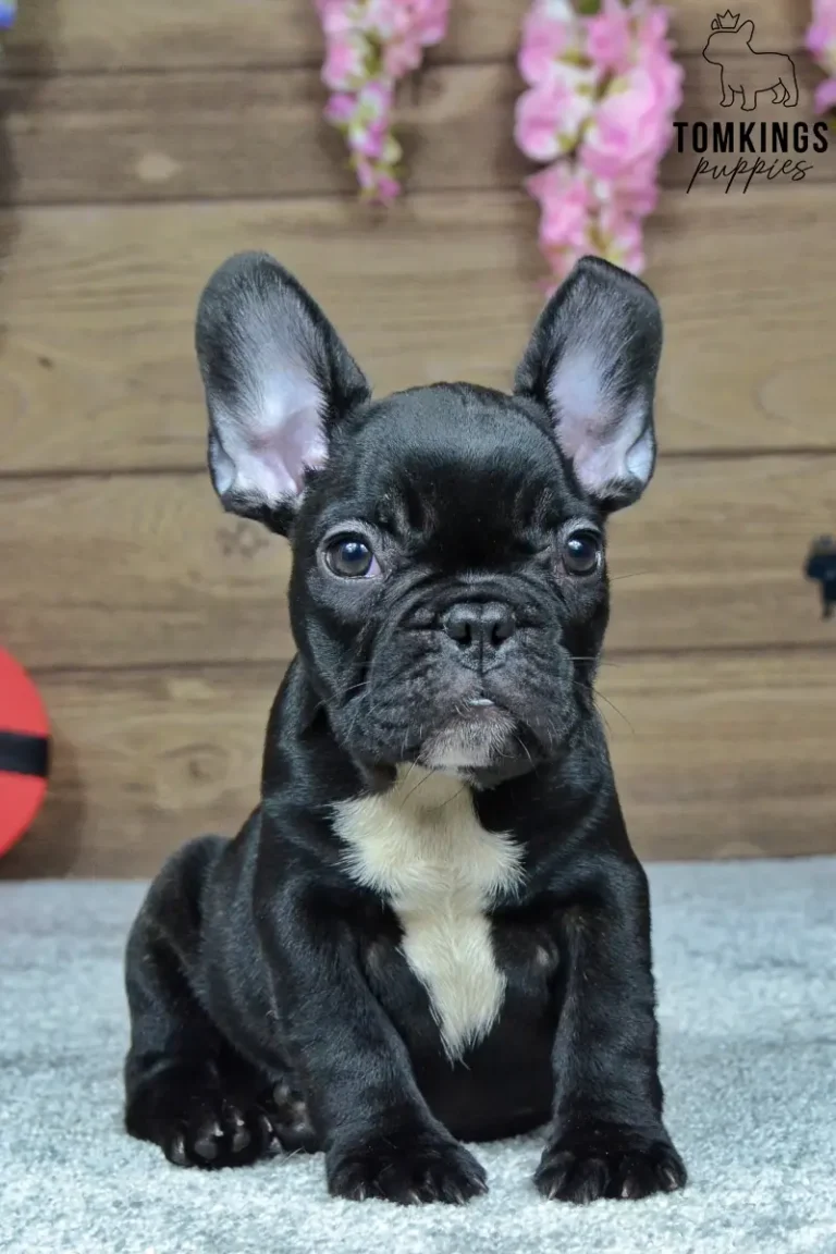 Mateo, a black French Bulldog puppy with large upright ears and a short wrinkled muzzle, lying in front of a red heart-shaped gift box.