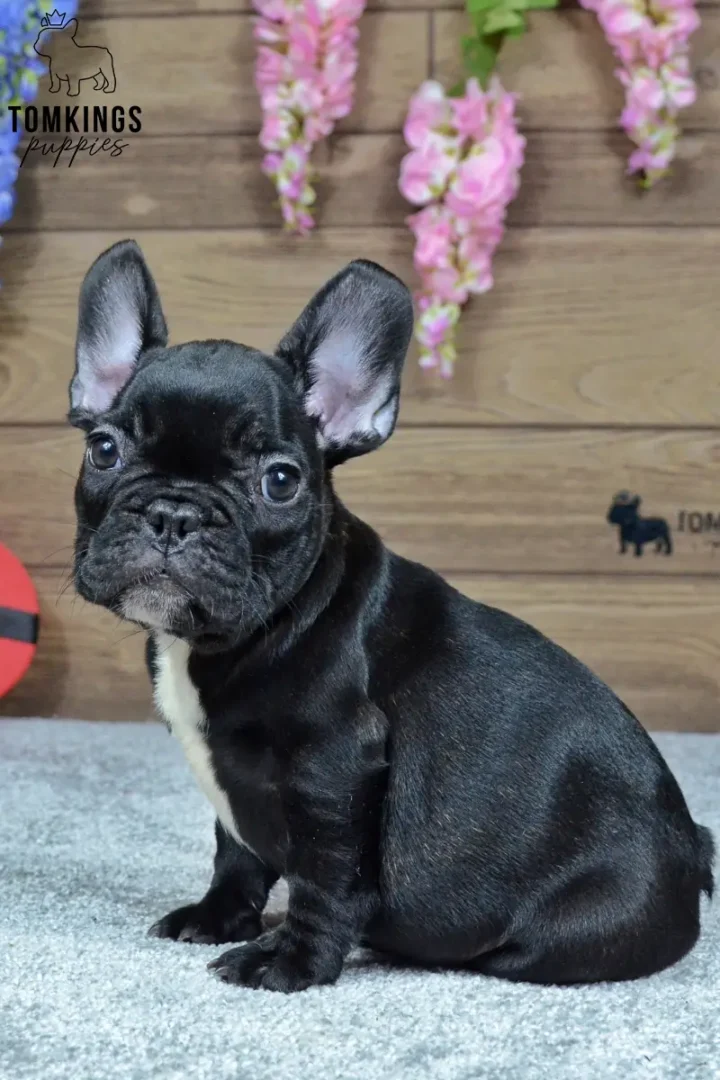 Mateo, a black French Bulldog puppy with a white chest marking and upright ears, sitting on a blue blanket beneath pink flowers.