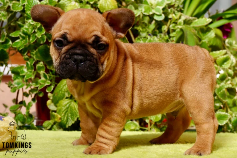A red French Bulldog puppy named Moses stands on a lime green fuzzy surface with lush green plants in the background, looking curious.
