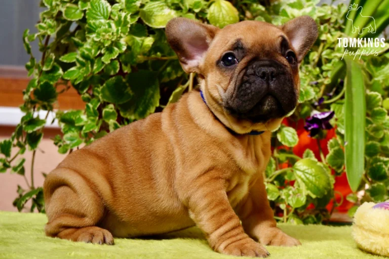A red French Bulldog puppy named Moses with a dark muzzle sits alertly on a green mat, wearing a blue collar, surrounded by lush green plants.