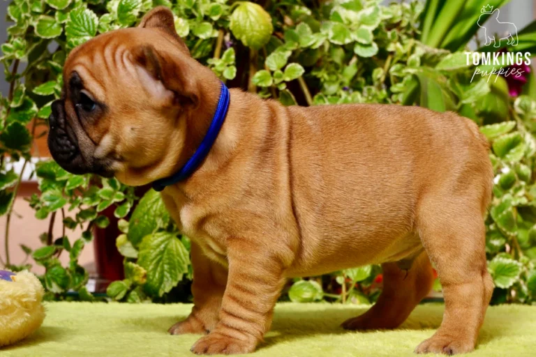 Red French Bulldog puppy Moses stands in profile on a green mat, wearing a blue collar, with lush foliage behind him.