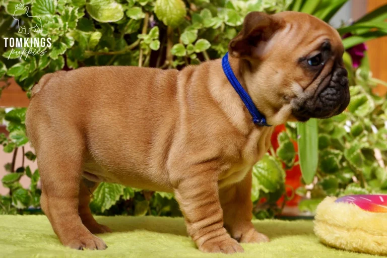 A red French Bulldog puppy, Moses, stands in profile wearing a blue collar. He looks forward on a green surface with plants in the background.