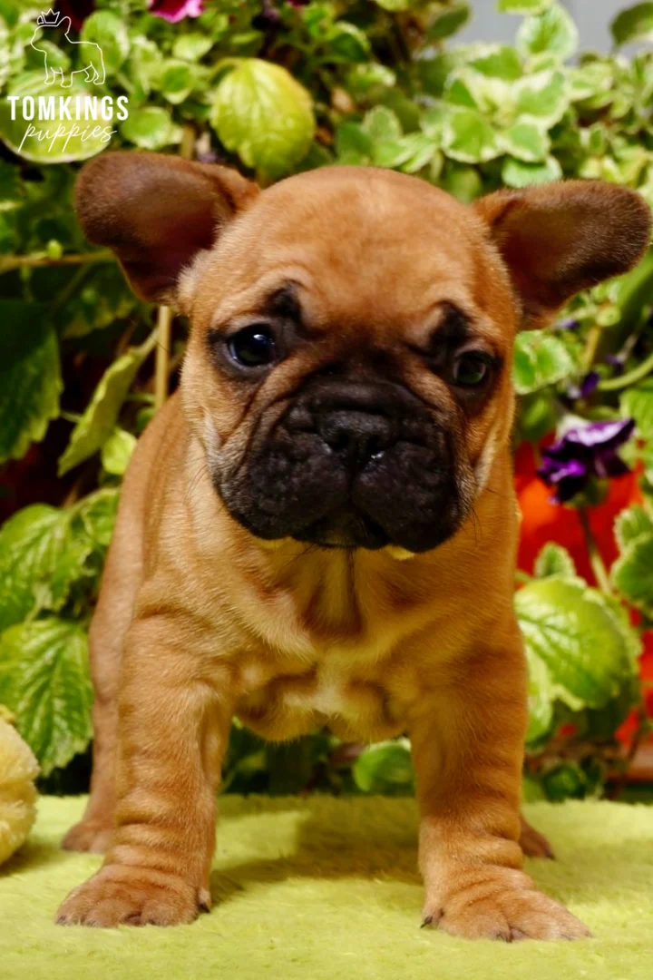 A cute red French Bulldog puppy named Moses stands on a green surface, looking directly at the camera with his dark mask and alert expression.
