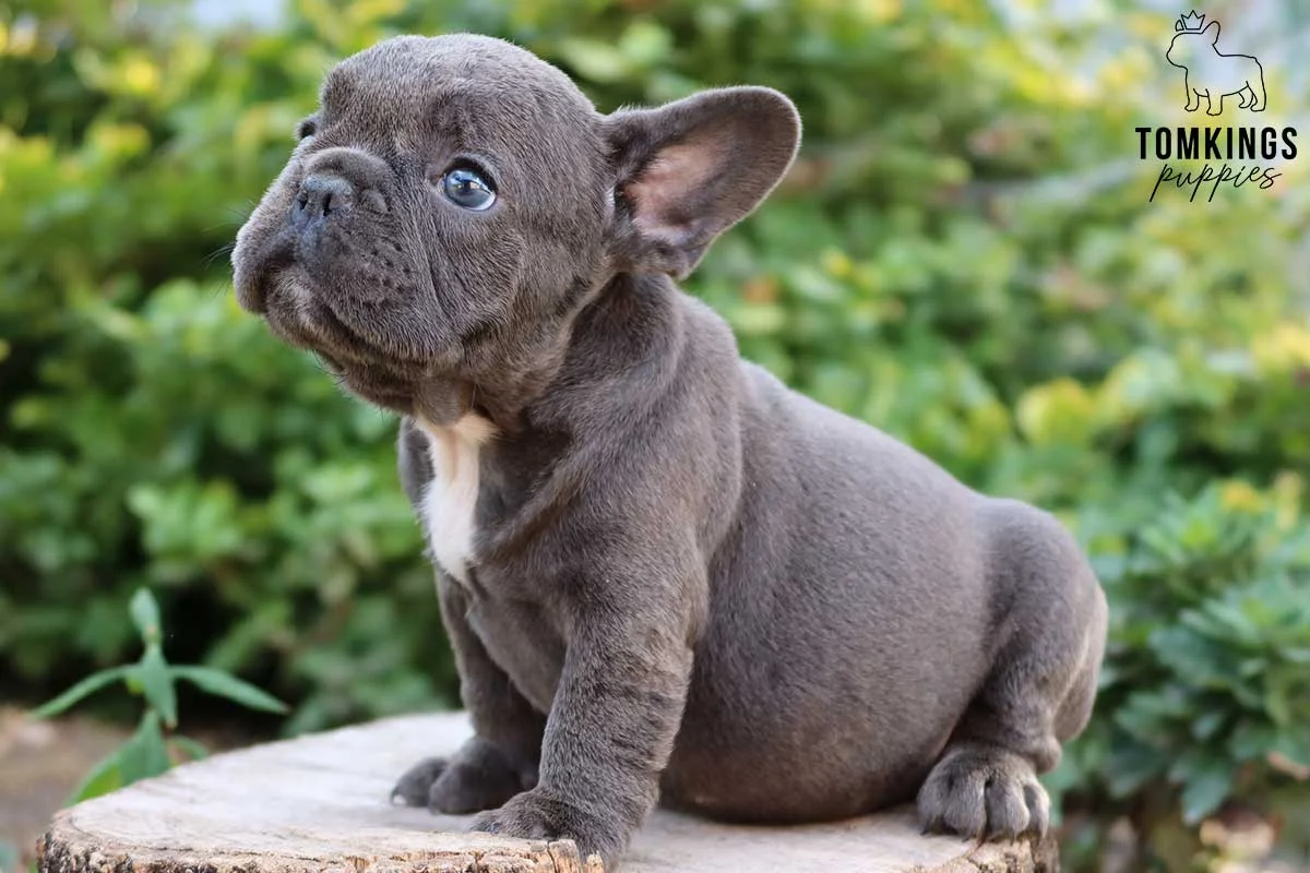 Blue-grey French Bulldog puppy sitting on a wood stump outdoors surrounded by greenery