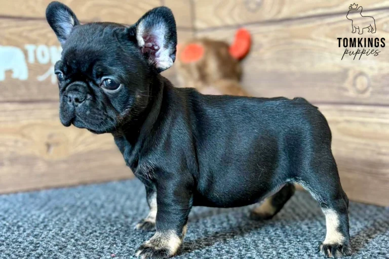 Nadia, a black trindle French Bulldog puppy, stands alert on a gray mat, looking forward with her unique markings.