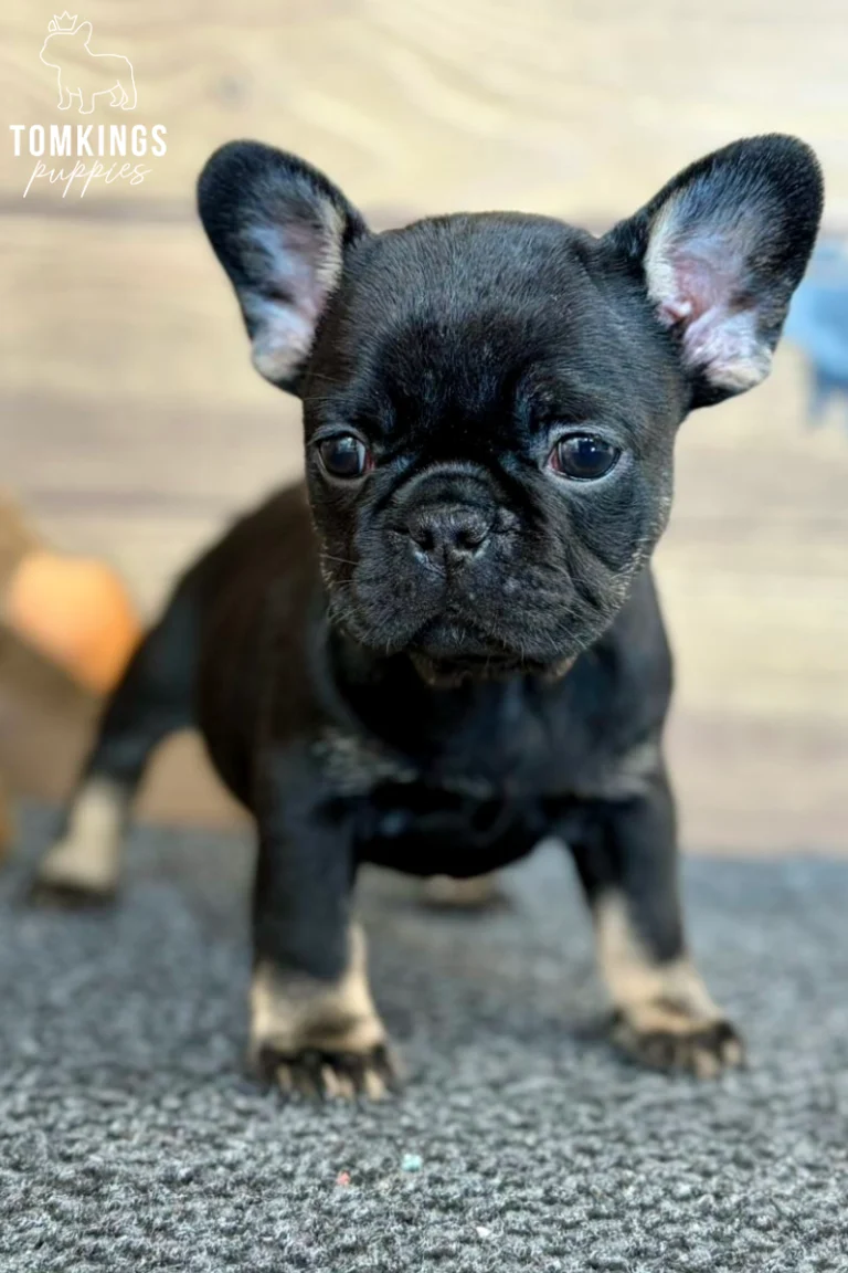 Nadia, a black trindle French Bulldog puppy with tan markings, stands on a grey rug, looking forward with alert eyes and perked ears.