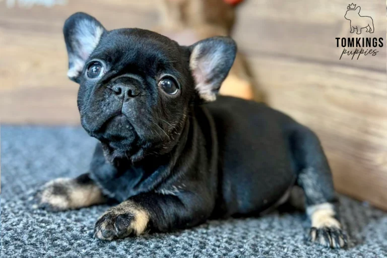 Nadia, a black trindle French Bulldog puppy, lies on a grey carpet, showing her tan paws and curious, bright eyes.