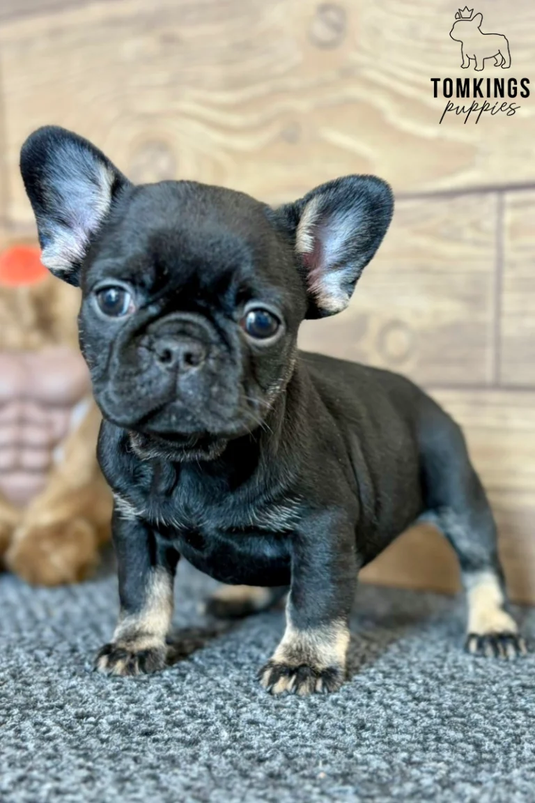 Black trindle French Bulldog puppy Nadia stands alert on a gray carpet, looking directly at the camera with curious eyes, with wooden planks behind her.