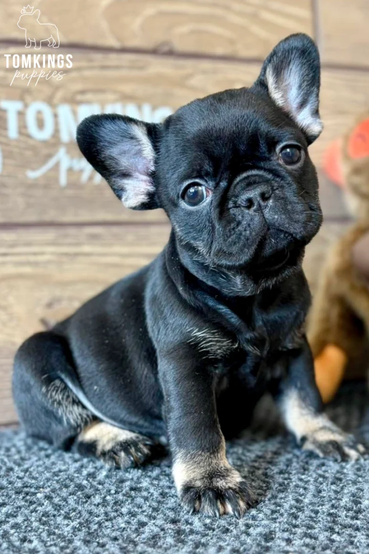 Nadia, a black trindle French Bulldog puppy, sits on a gray rug, tilting her head while looking curiously at the camera.
