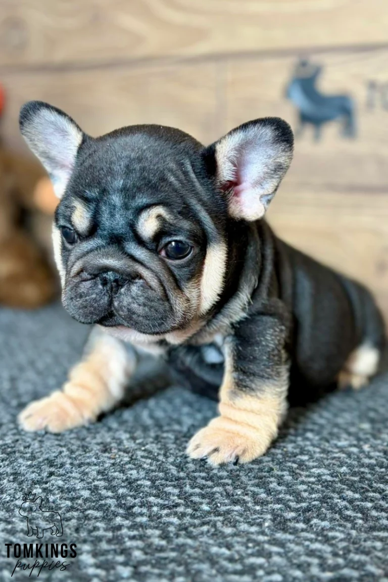 Naomi, a black and tan female French Bulldog puppy, sits on a gray carpet, looking alertly at the camera.