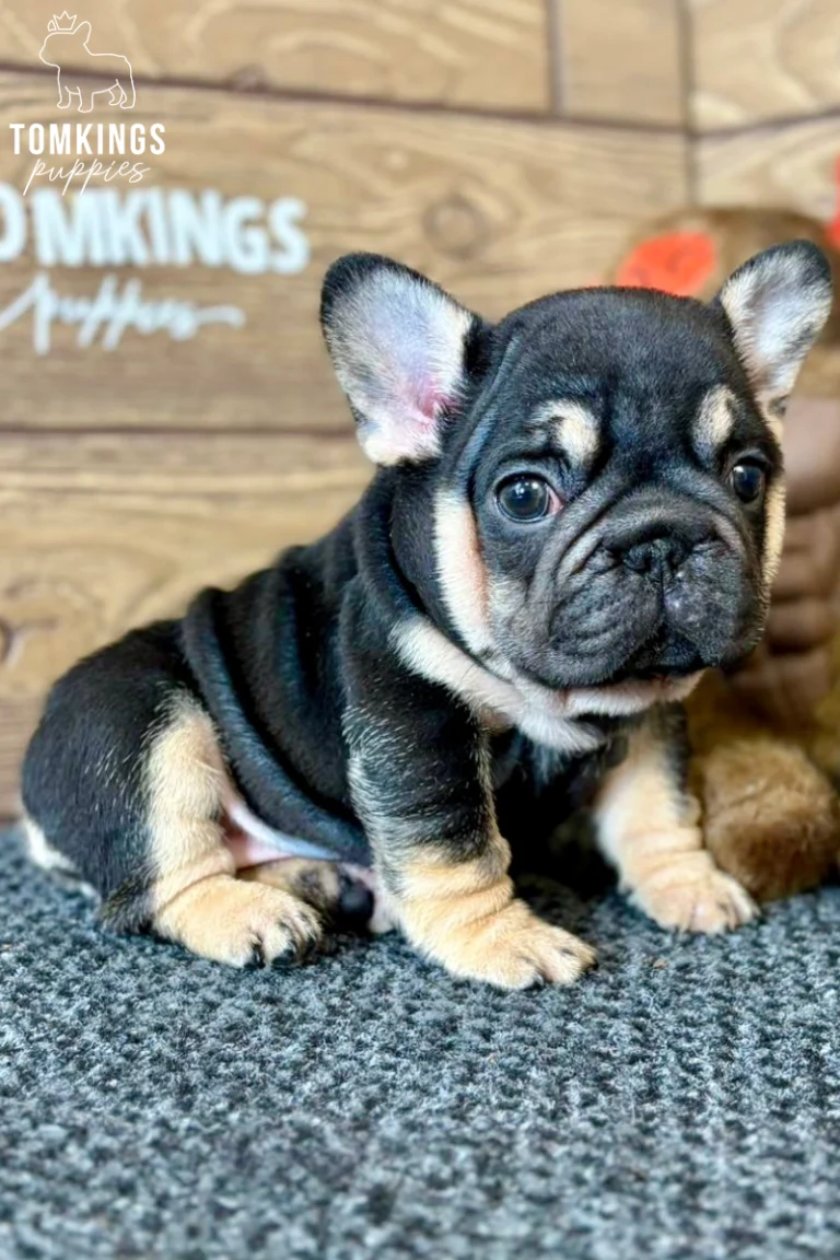 A black and tan French Bulldog puppy named Naomi sits on a gray carpet, looking directly at the camera with curious eyes.