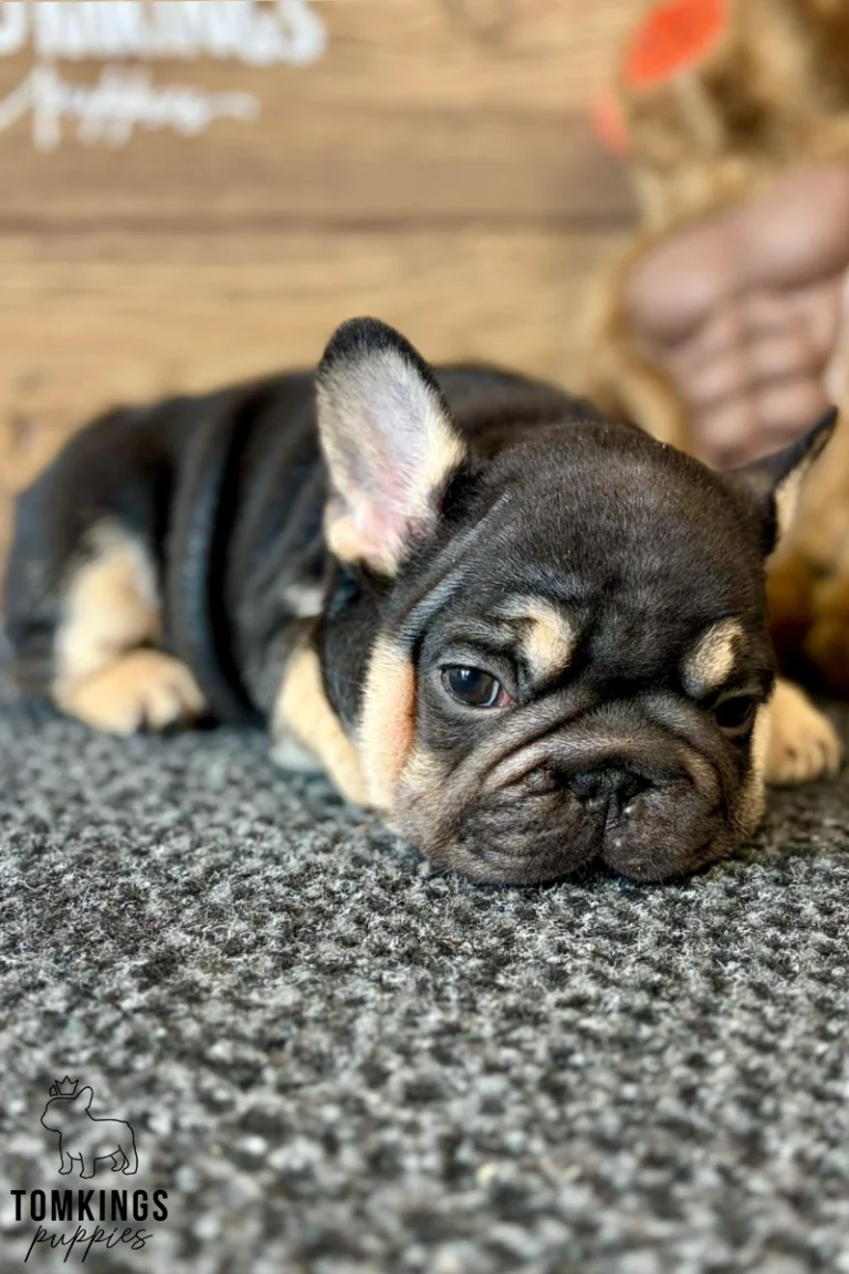 A black and tan French Bulldog puppy named Naomi lying calmly on a gray carpet, looking gently at the camera.