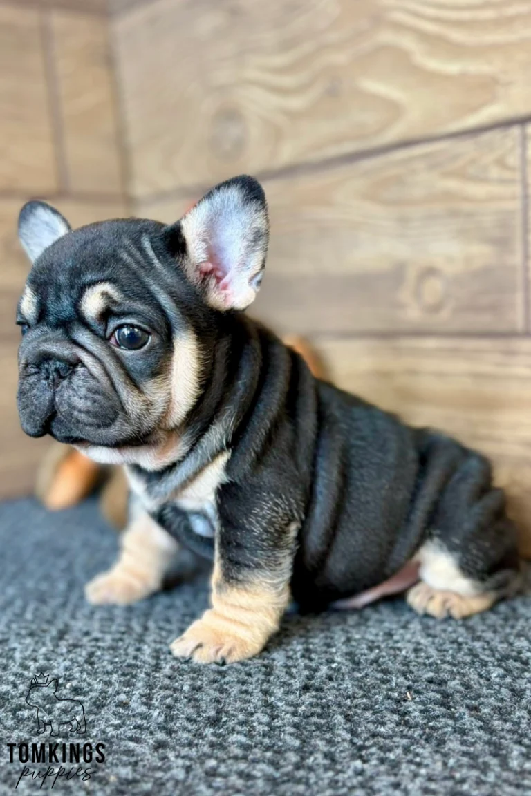Black and tan French Bulldog puppy Naomi sits on a gray rug in front of a wooden wall, looking with gentle curiosity.
