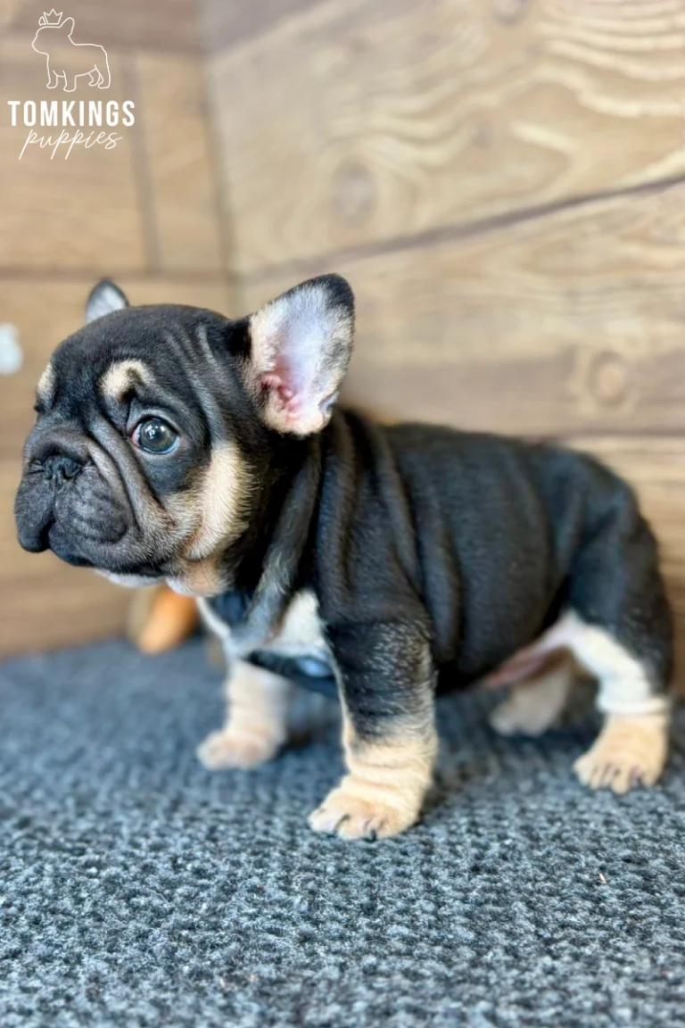 A black and tan French Bulldog puppy named Naomi stands on gray carpet, looking alertly forward. She has striking tan markings on her face, chest, and legs.