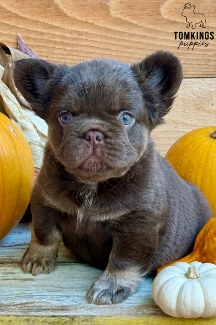 A fluffy chocolate and tan French Bulldog puppy named Natty sits on wooden planks, surrounded by autumn pumpkins.