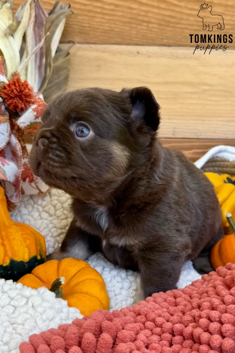 Rojo and tan fluffy French Bulldog puppy looking sideways among orange pumpkins and autumn decorations.