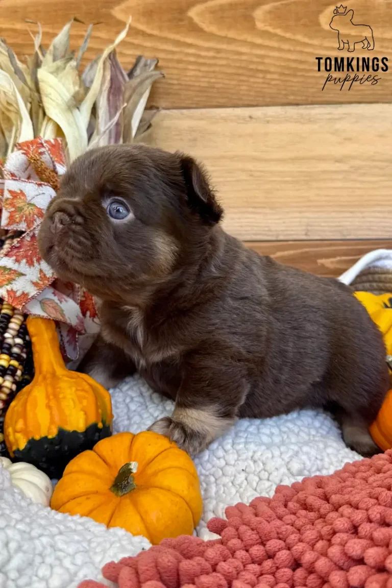 Rojo and tan fluffy French Bulldog puppy sitting in side profile surrounded by pumpkins and autumn decorations.