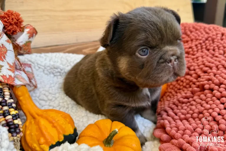 Rojo and tan fluffy French Bulldog puppy sitting on a cream blanket beside orange pumpkins and a coral-colored blanket.