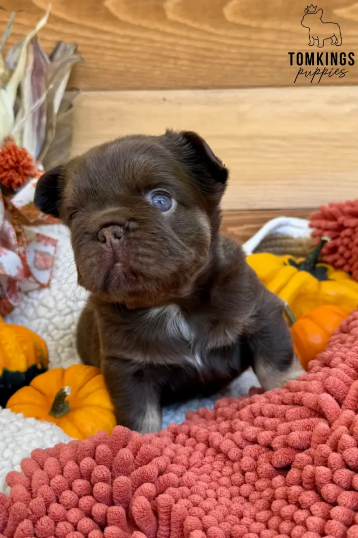 Rojo and tan fluffy French Bulldog puppy sitting among autumn pumpkins and cozy blankets.