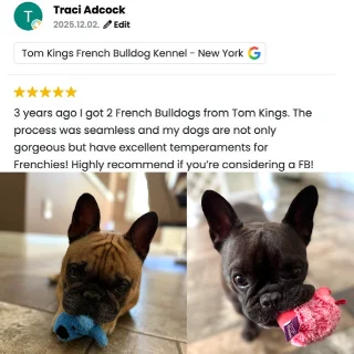 TomKings Frenchie parent review on Trustindex