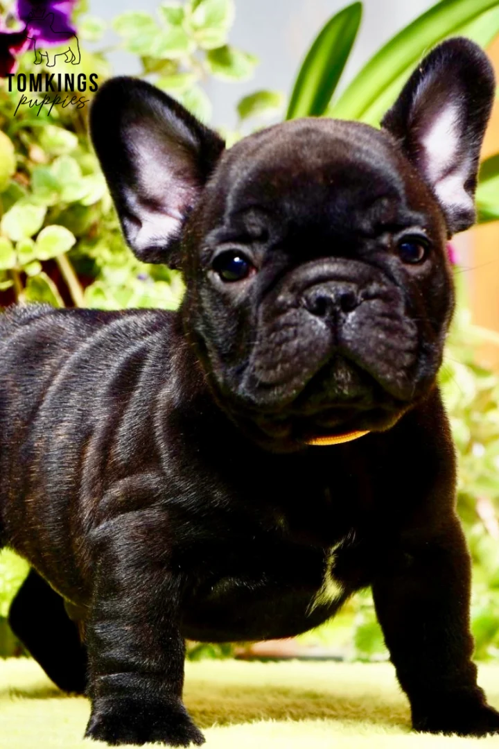 Nico, a black brindle French Bulldog puppy, stands facing forward with alert dark eyes, a small white chest patch, and a thin orange collar against a green plant background.