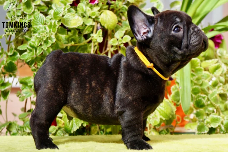 Nico, a black brindle French Bulldog puppy with a yellow collar, stands in profile on a lime green surface, looking right at blurred plants.
