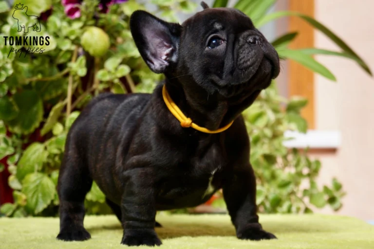 A curious black brindle French Bulldog puppy, Nico, stands on a green surface, wearing a yellow collar, looking up amidst green plants.