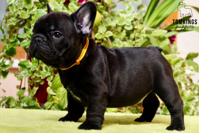 A black brindle French Bulldog puppy named Nico stands alertly on a lime green surface, wearing a yellow cord collar, in front of lush green foliage.