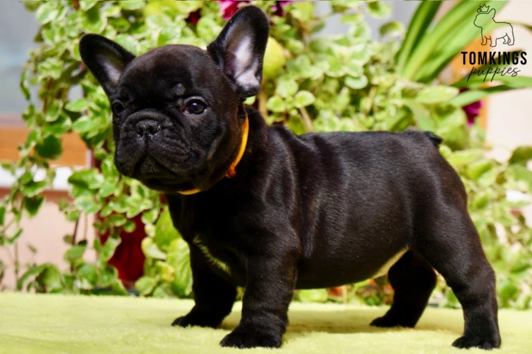 A black brindle French Bulldog puppy named Nico stands alertly, wearing an orange collar, against a soft green foliage background.