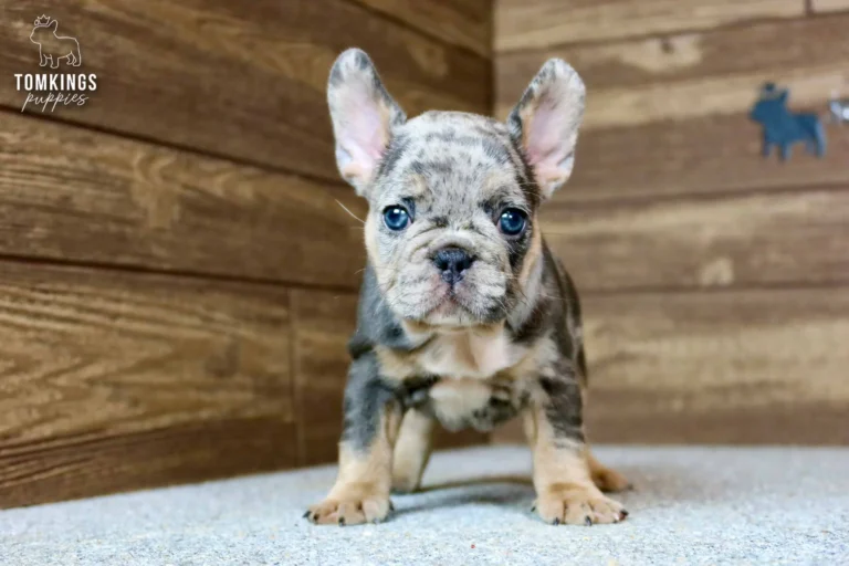 Norah, a blue merle and tan French Bulldog puppy, stands facing forward, gazing directly with her bright blue eyes. She has tan markings on her face and legs.