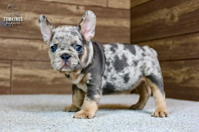 Norah, a blue merle and tan French Bulldog puppy, stands on a grey floor looking forward, with bright blue eyes and a small reddish mark on her left front paw.