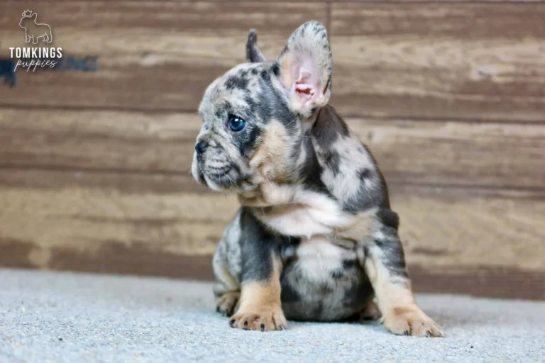 A blue merle and tan French Bulldog puppy named Norah sits looking left with bright blue eyes against a wooden background.