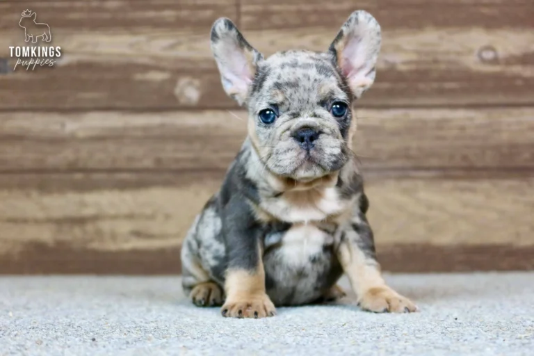 Norah, a blue merle and tan French Bulldog puppy, sits looking forward with bright blue eyes on a grey floor.