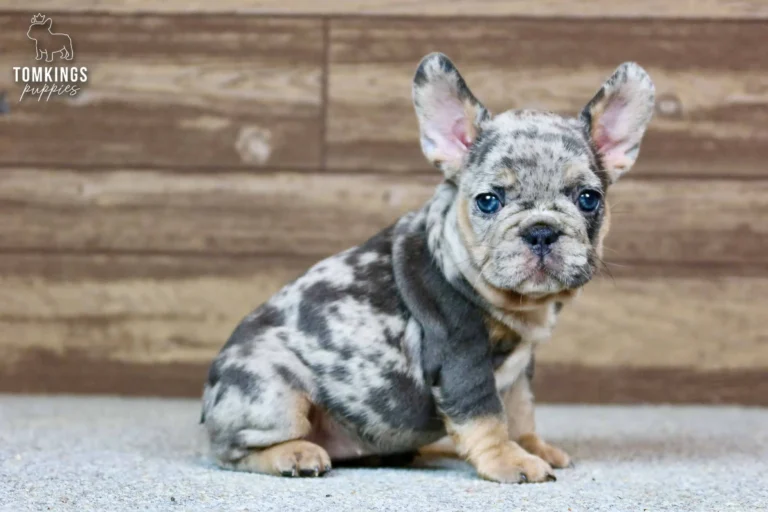 Blue merle and tan French Bulldog puppy Norah sits calmly on a grey carpet, looking forward with her bright blue eyes against a wooden wall.
