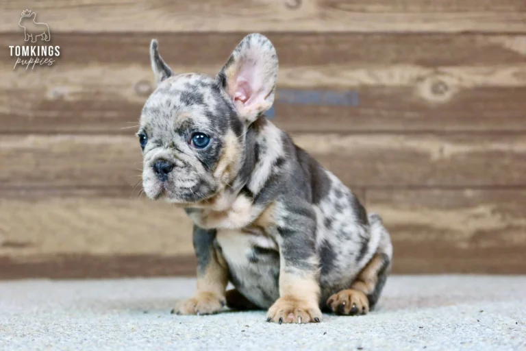 Norah, a blue merle and tan French Bulldog puppy, sits on a light textured floor looking forward, against a wooden background.