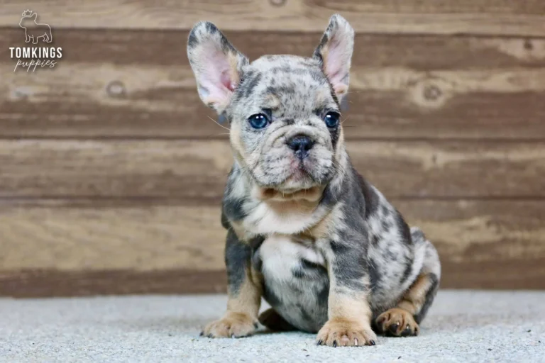 Norah, a blue merle and tan French Bulldog puppy, sits on a light gray floor, looking forward with bright blue eyes.