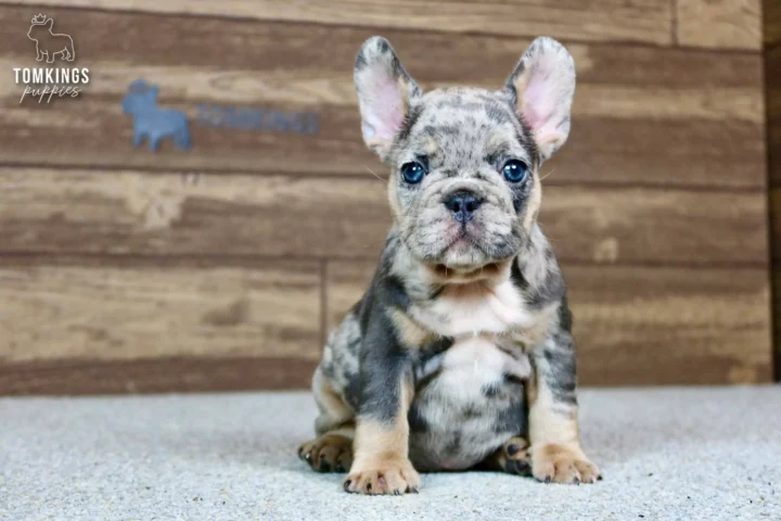 A blue merle and tan French Bulldog puppy named Norah sits calmly, looking at the camera with her striking blue eyes.