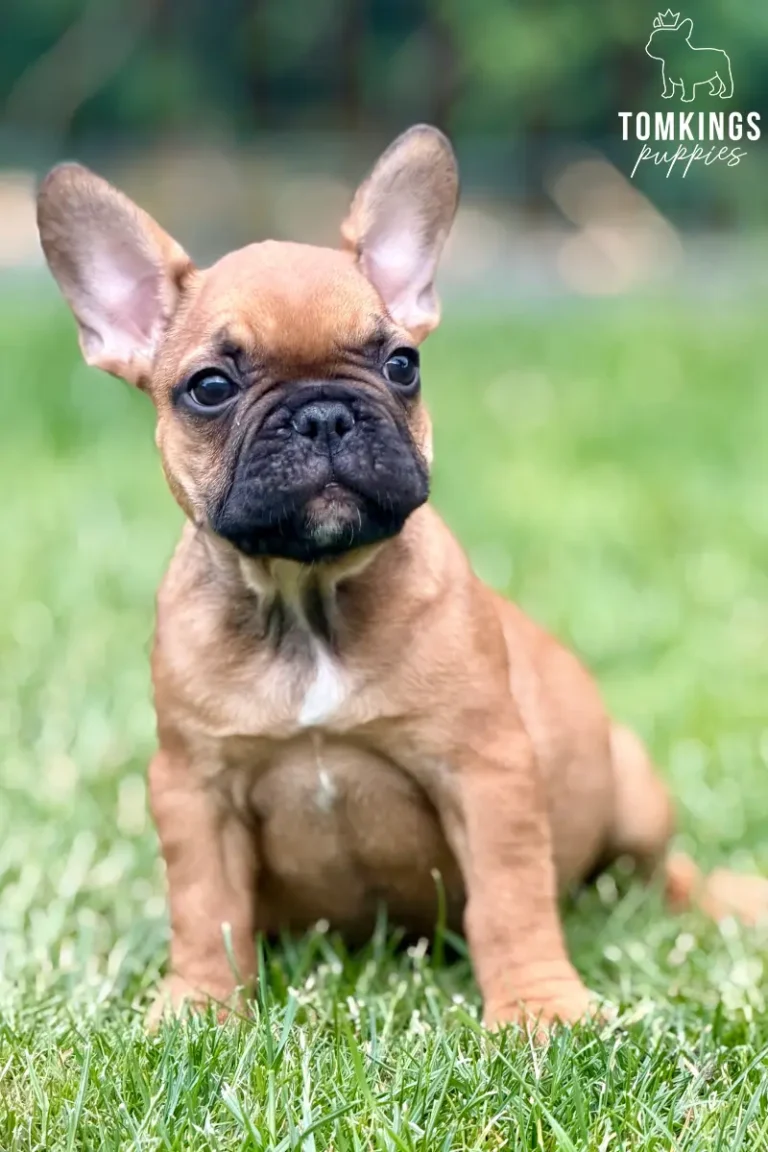 Oberon, a red French Bulldog puppy, sitting on green grass outdoors and looking attentively at the camera.