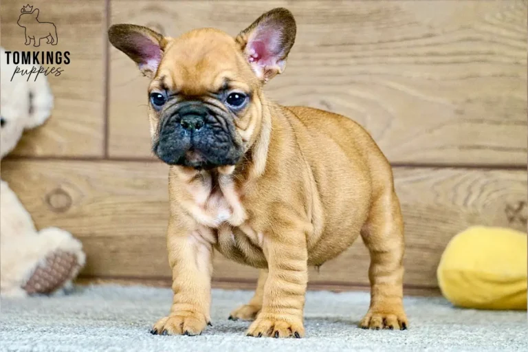 Oberon, a red French Bulldog puppy, standing indoors in front of a wooden backdrop with puppy toys nearby.